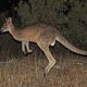 кенгуру в Австралии сумчатое