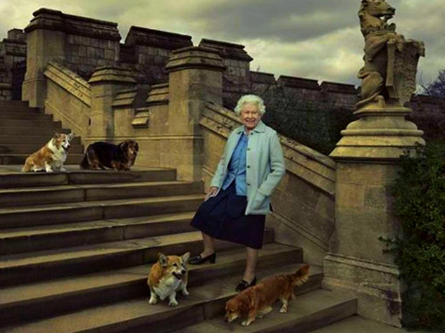 В Виндзорском дворце усыпили последнего корги Елизаветы II