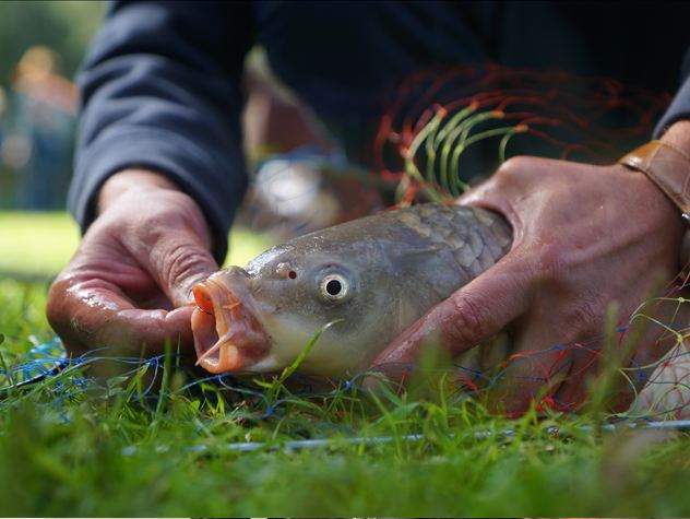 Депутат ульяновского Заксобрания от КПРФ бросался рыбой