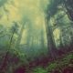 В Сети рвет рекорды просмотров видео "дышащего" леса
