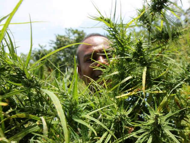 В Таиланде хотят легализовать выращивание марихуаны