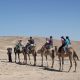 Египет отдых тур верблюды