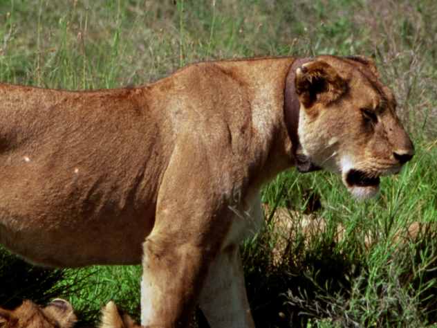 Львица напала на трехлетнюю девочку
