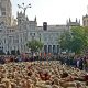Праздник перегона овец в Испании