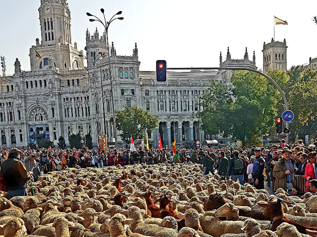 Праздник перегона овец в Испании