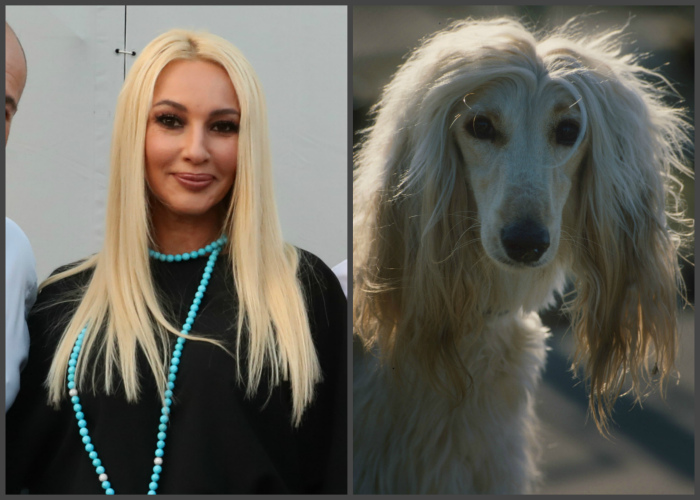 Больше похожего видео. Собаки похожие на блондинок. Собаки похожие на знаменитых людей.