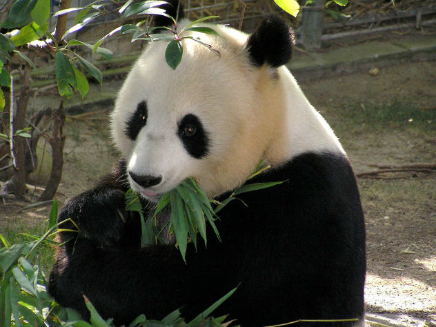 В Китае запретили кормить падн и фотографироваться с ними за деньги