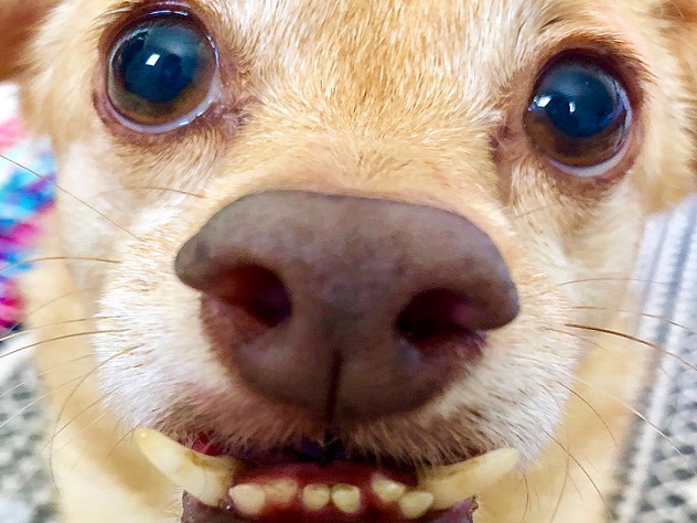 Няшные животные-блогеры