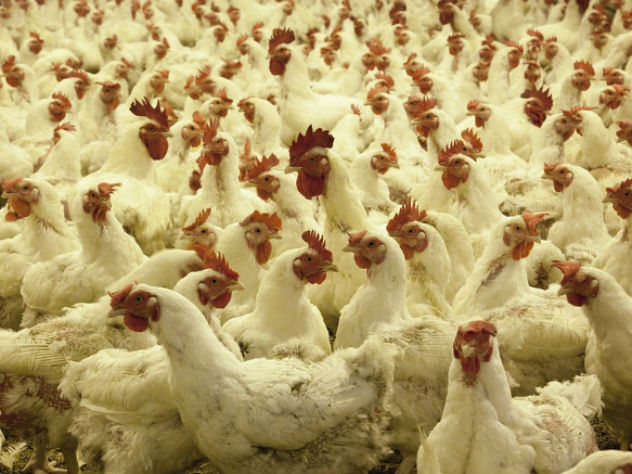 В продукции Петелинской птицефабрики обнаружены сальмонелла, листерии и антибиотики