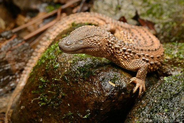 редкие вараны