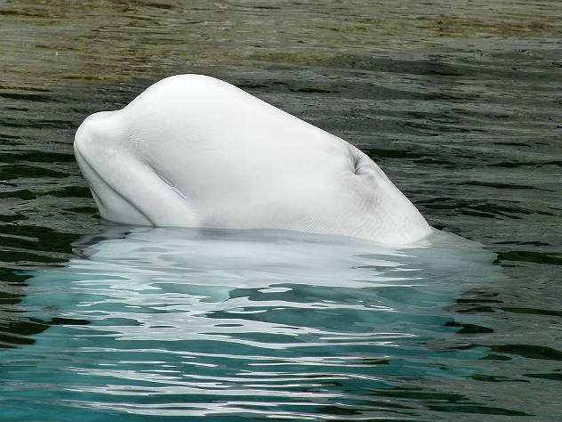 Отказ в вывозе белух из Приморья подготовил Минприроды