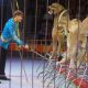 Деятельность цирков и зоопарков предложили прописать в едином федеральном законе
