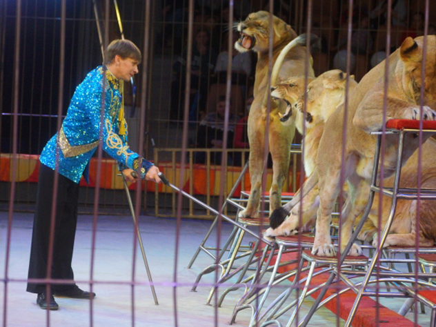 Деятельность цирков и зоопарков предложили прописать в едином федеральном законе