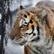 Специалисты уверены, что АЧС не так страшна для тигров и леопардов