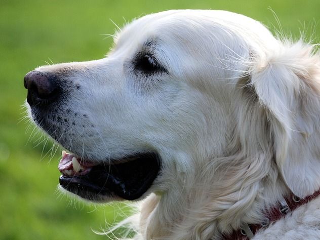 Видео кражи маленькой собачки умилило пользователей сети