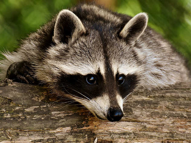 Полиция в США поймала пьяного енота