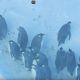 Спасение пингвинов в Антарктиде командой BBC