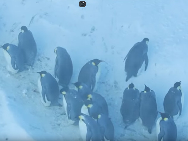Спасение пингвинов в Антарктиде командой BBC