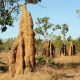 Самая крупная система термитников обнаружена в Бразилии