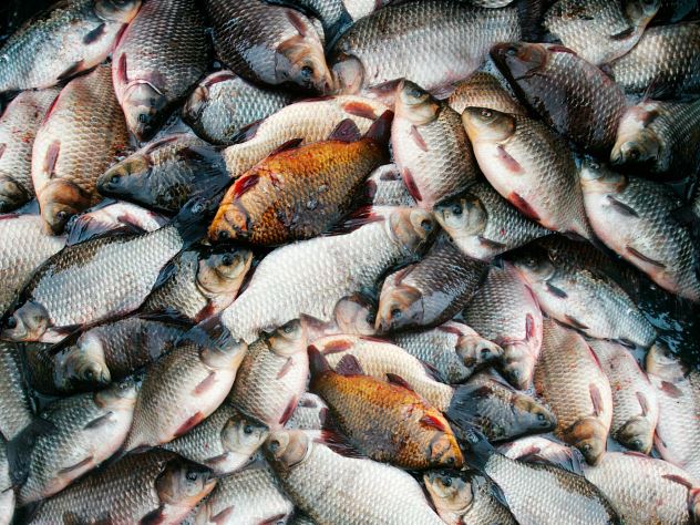 Рыбопромышленность