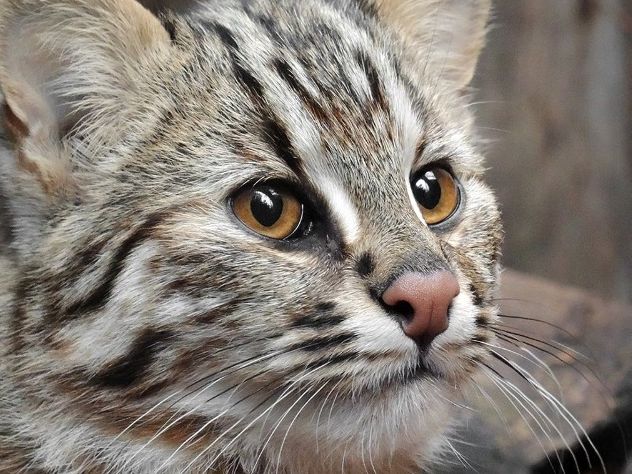 Амурская кошка Амурская кошка поселилась в Московском зоопарке