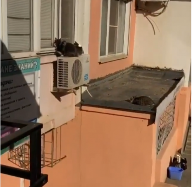 В Краснодаре из окна выбросили кошек
