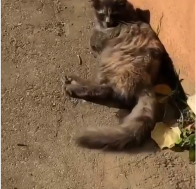 Кошки в Краснодаре