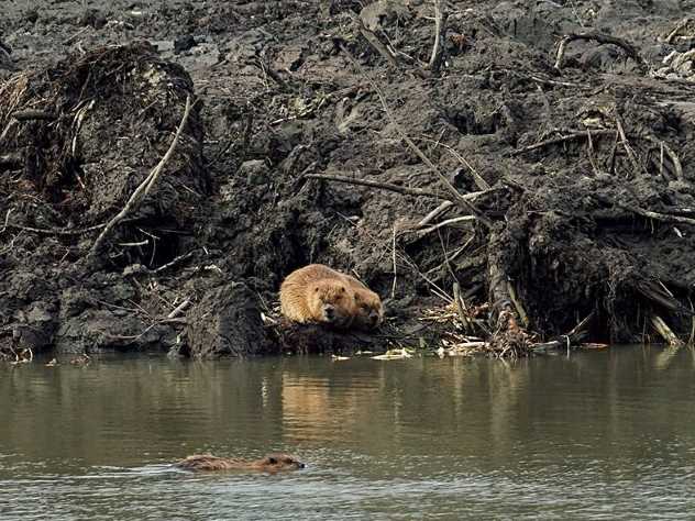 Фото бобров