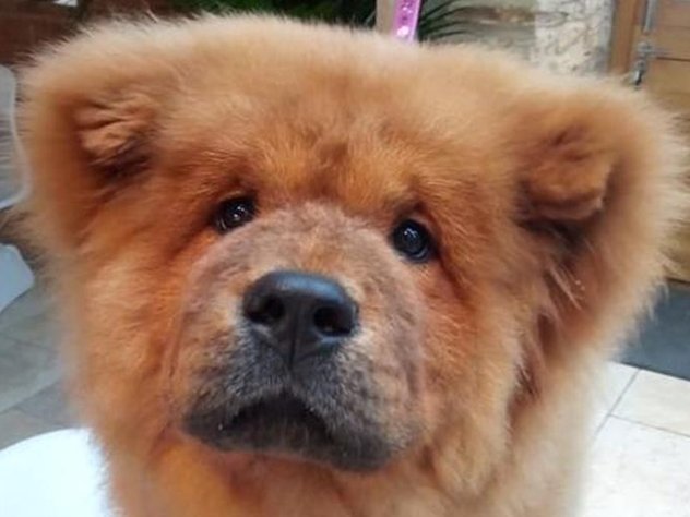 В Британии освободили из-под ареста щенка, покусавшего полицейского