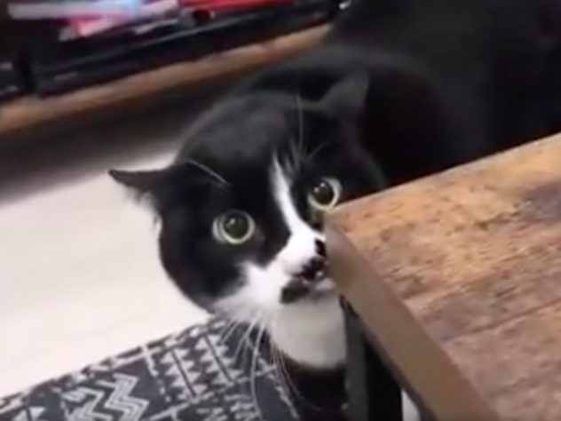 Поющий грузинские песни кот попал на виде