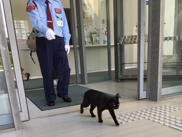 Котов, которых не пускают в японский музей, пригласили в Россию