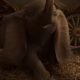 Disney показал трейлер мультика про летающего слоненка «Дамбо»