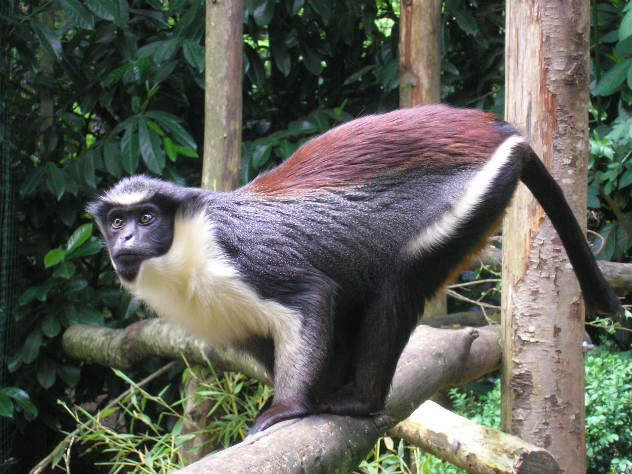 Редкая мартышка в Московском зоопарке