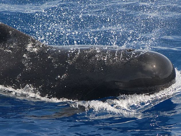 Более 140 дельфинов выбросились на берег