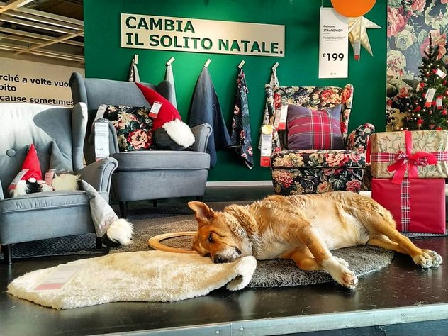 Дизайнеры IKEA в Италии «украсили» интерьеры бродячими собаками