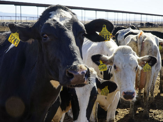 Швейцария решает на референдуме вопрос о спиливании коровьих рогов