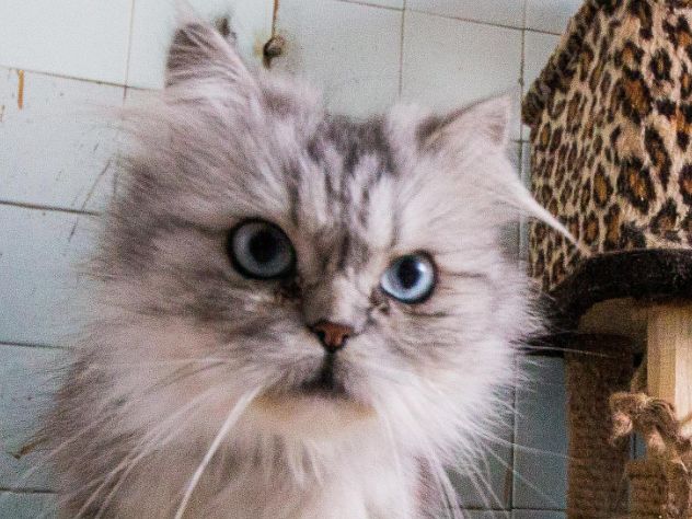 Кошка Кошка, кот