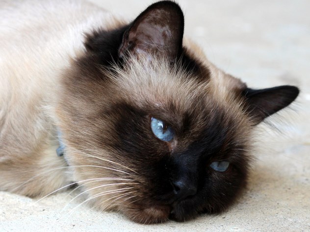 Фото кошки бирманской породы