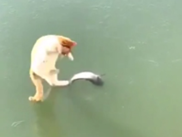 Кот, танцующий на льду над замерзшей рыбой, стал героем соцсетей