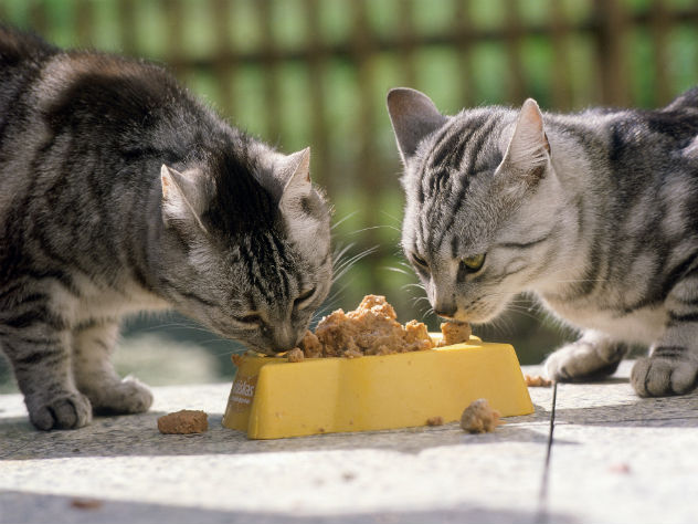 Британские зоозащитники требуют наказывать владельцев котов-"вегетарианцев"