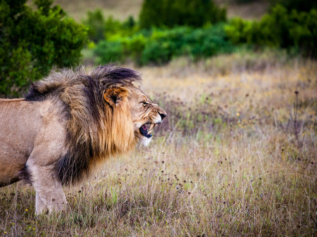 Маленькая собака заставила отступить грозного льва