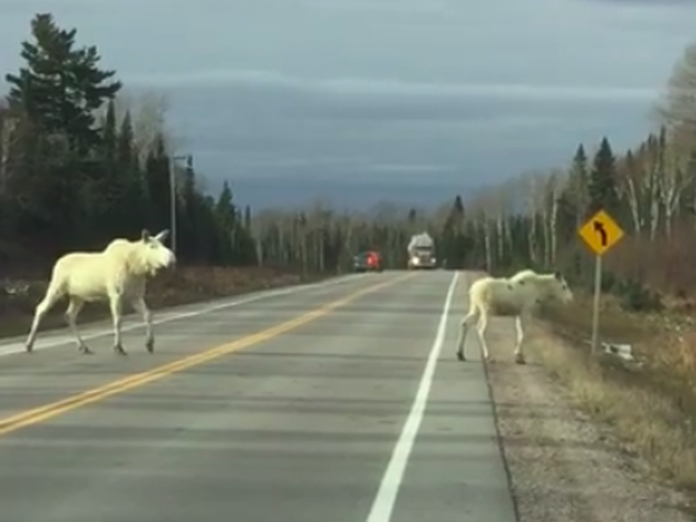 Туристы сняли белых лосей в Канаде