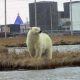 Два десятка белых медведей взяли в «осаду» село на Чукотке