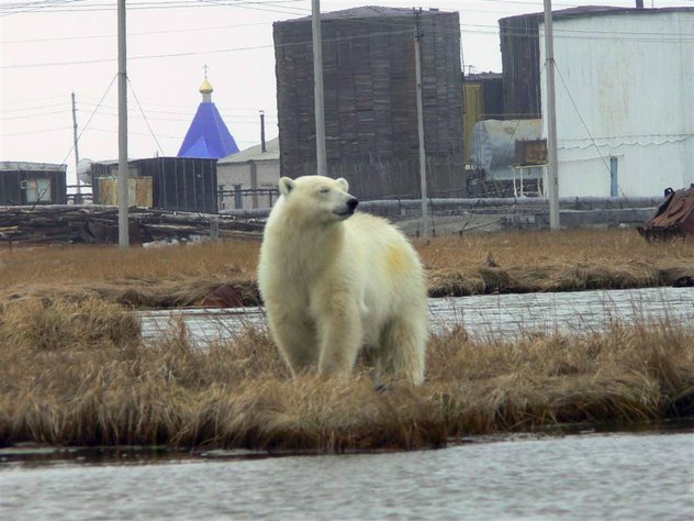 Два десятка белых медведей взяли в «осаду» село на Чукотке