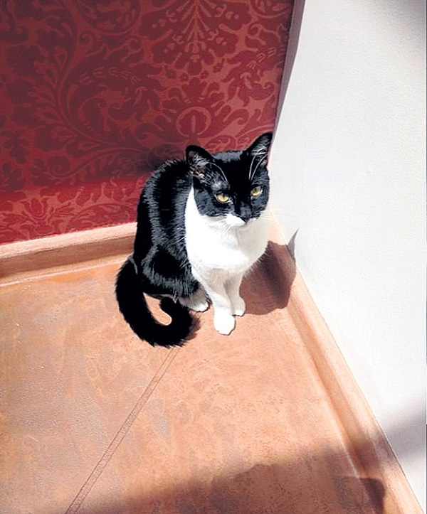 Смерть Мэдилайн разбила сердце хозяйки