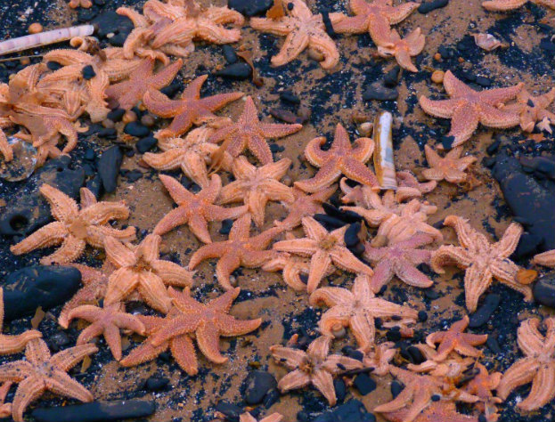 морские звезды