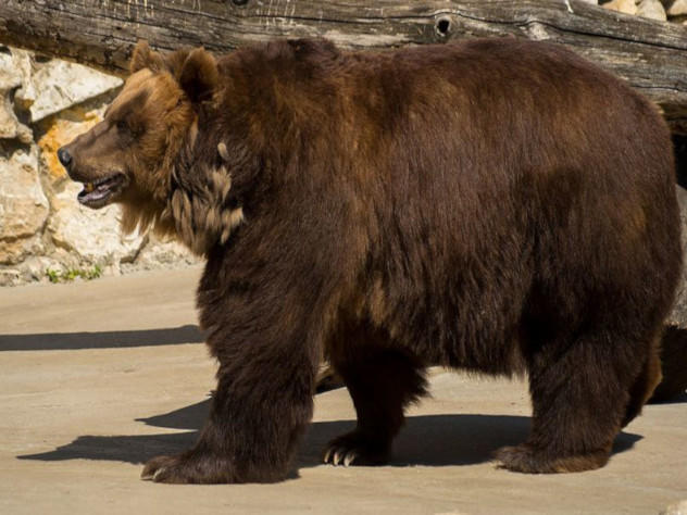 Чукотский бурый медведь