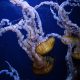 медузы глубоководные фотограф Роман Федорцов море