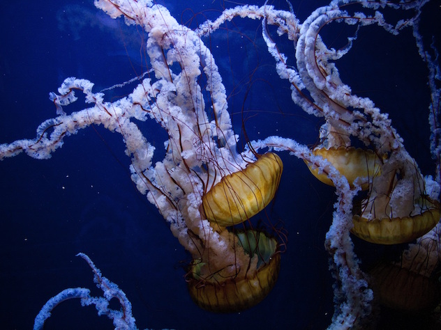 медузы глубоководные фотограф Роман Федорцов море