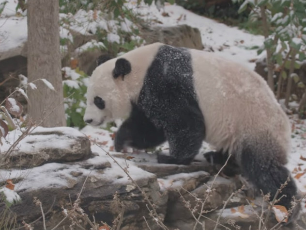 Панда Бей-Бей